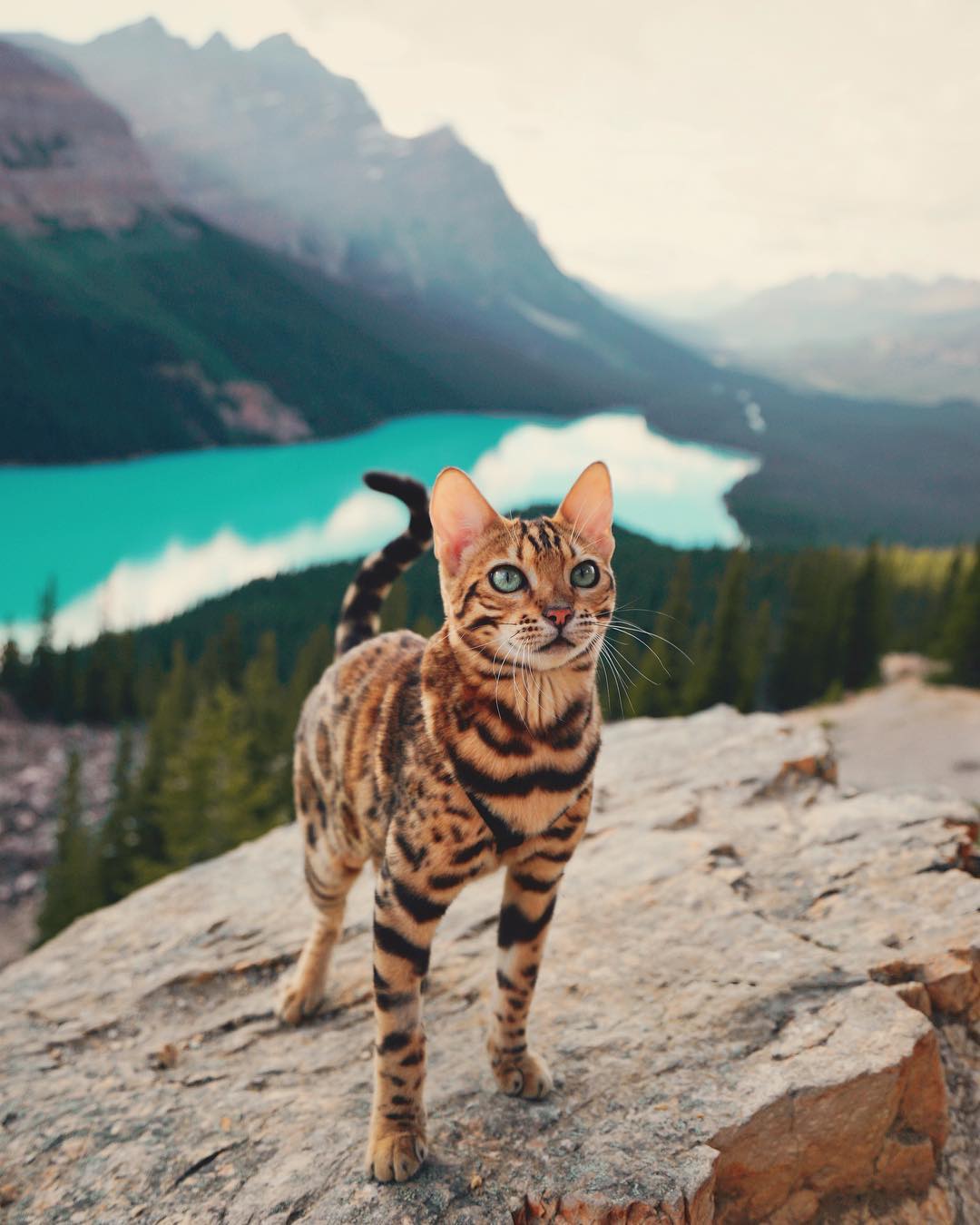 图片[10]-Suki-来自加拿大的旅行猫-Deise