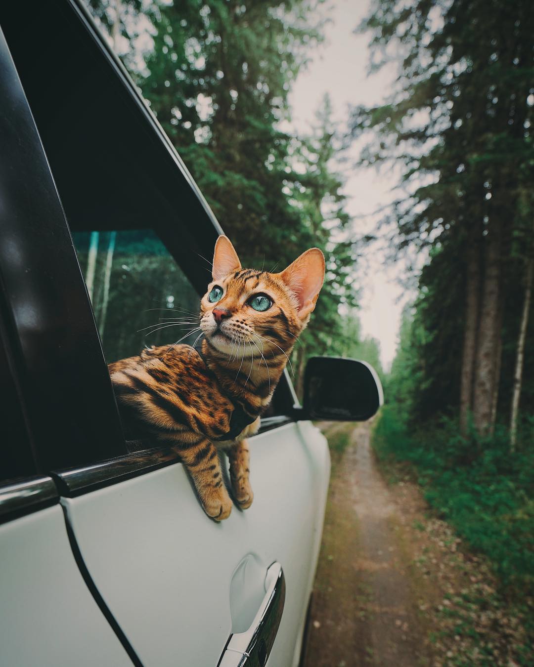 图片[16]-Suki-来自加拿大的旅行猫-Deise