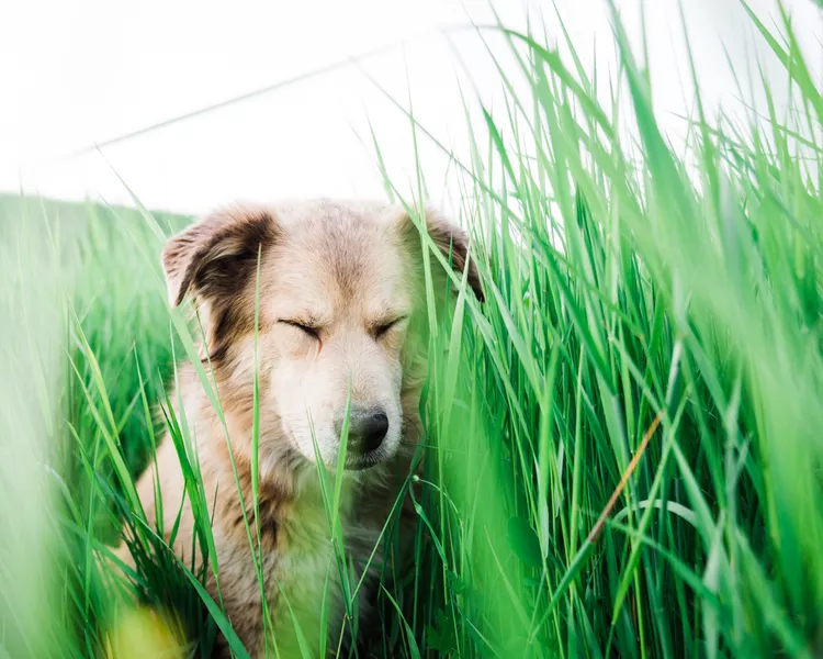 图片[7]-萨凡纳：第一只走遍世界的狗狗-是宠网