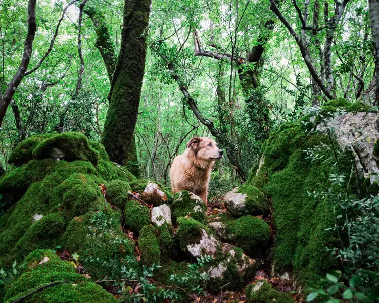 图片[8]-萨凡纳：第一只走遍世界的狗狗-是宠网