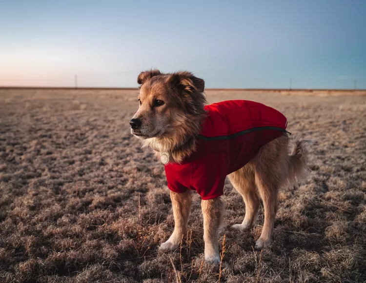 图片[9]-萨凡纳：第一只走遍世界的狗狗-是宠网