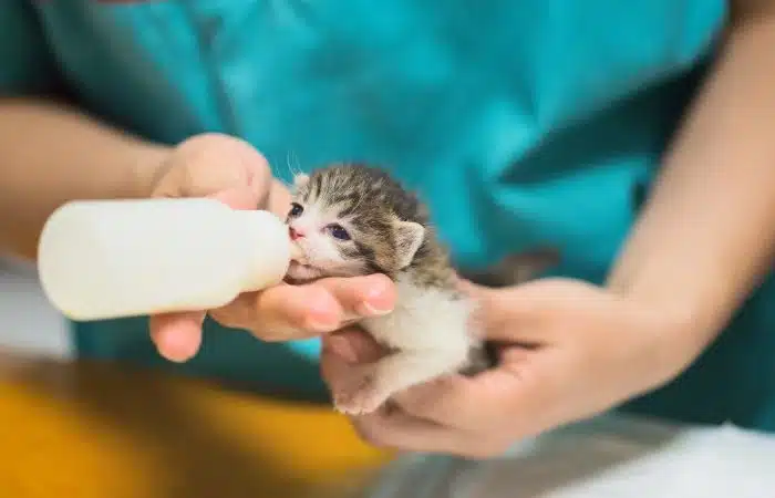 图片[2]-自制小猫代乳品食谱，以及如何用奶瓶喂养新生小猫-是宠网