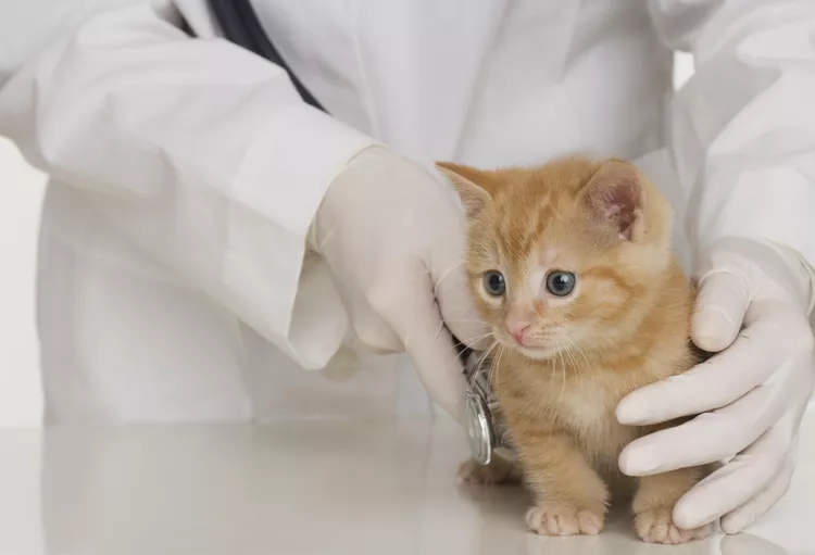 如何为您的小猫第一次看兽医做好准备-是宠网