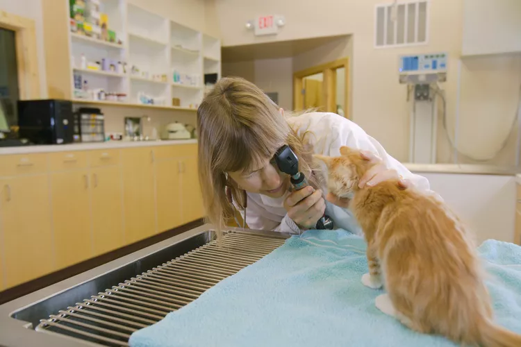 图片[2]-如何为您的小猫第一次看兽医做好准备-是宠网