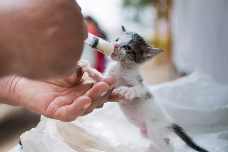 图片[3]-如何为您的小猫第一次看兽医做好准备-是宠网