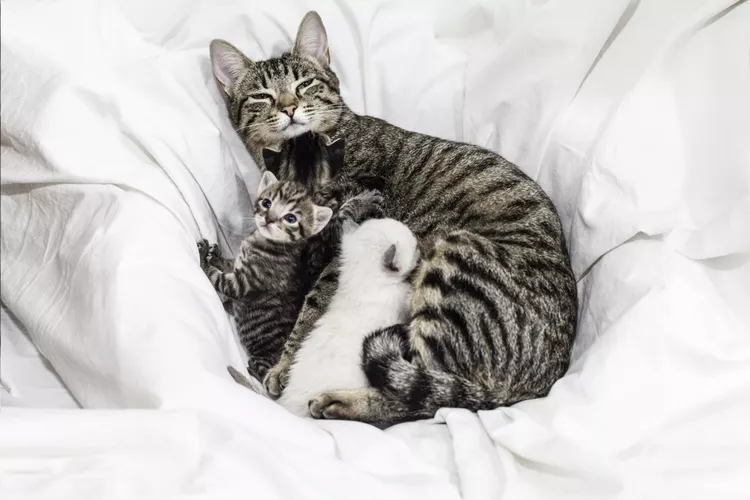 如果母猫无法哺乳她的小猫该怎么办-是宠网