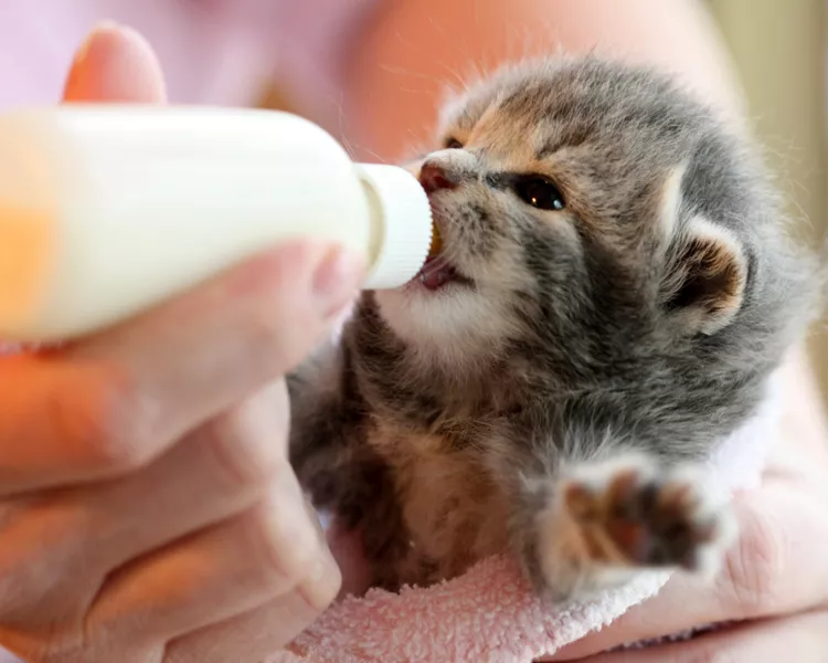 自制小猫代乳品食谱，以及如何用奶瓶喂养新生小猫-是宠网