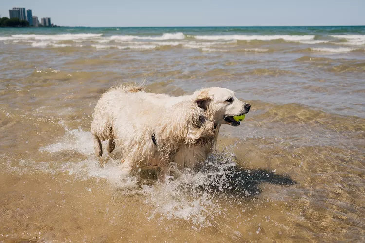 为什么游泳会让你的狗闻起来有霉味-是宠网