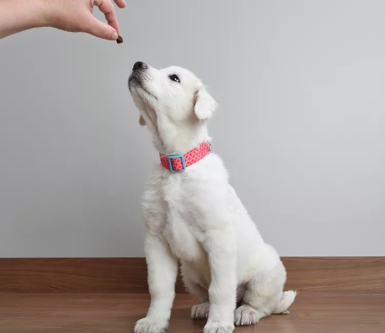 图片[7]-如何训练小狗？帮助您训练小狗的 10 个技巧-是宠网