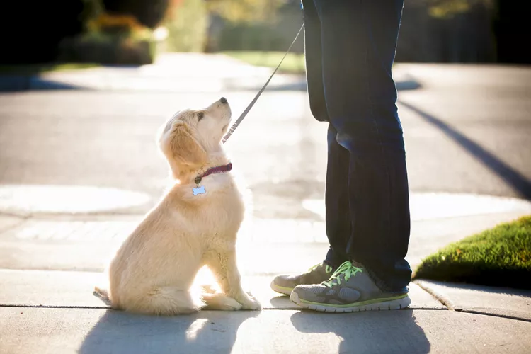 如何训练小狗？帮助您训练小狗的 10 个技巧-是宠网