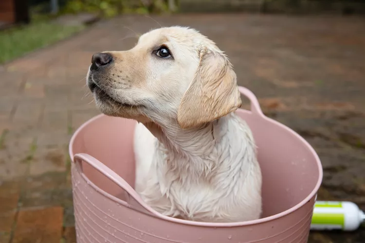 图片[2]-如何给你的小狗洗澡和梳理毛发-是宠网