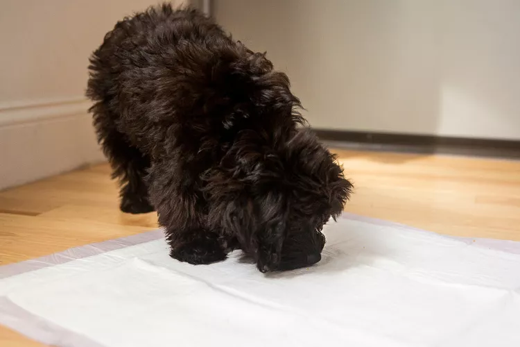 如何训练你的小狗使用便盆垫-是宠网