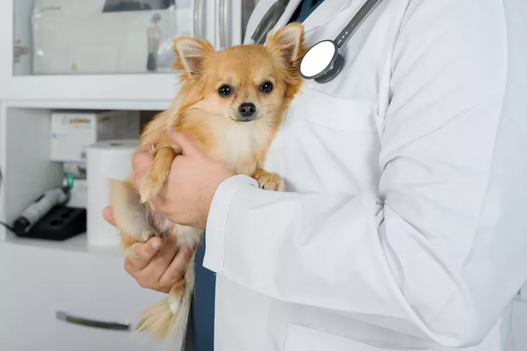 图片[2]-狗的肠梗阻原因、治疗和预防-是宠网