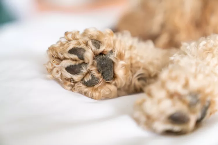 8 种常见的狗爪子问题，如何保护和照顾你的狗的爪子-是宠网