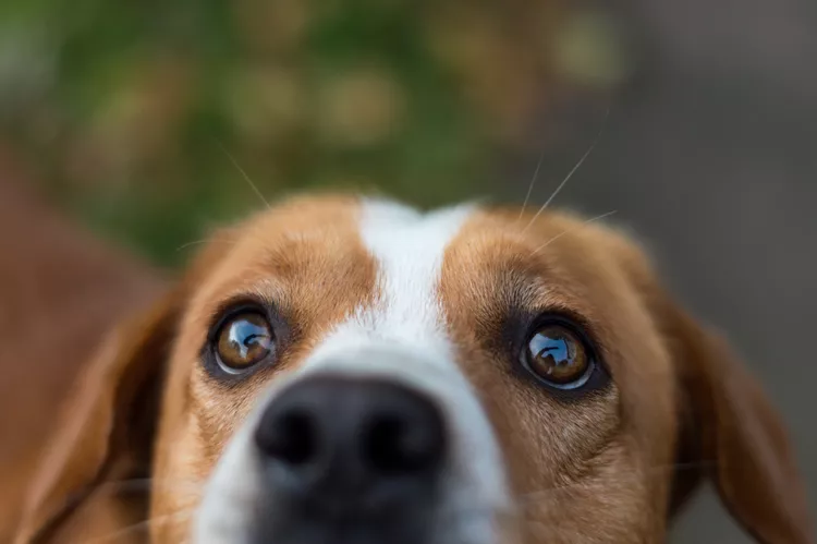 狗的眼睛受伤原因、治疗和预防-是宠网