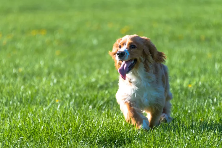 狗的髌骨脱位原因、治疗和预防-是宠网