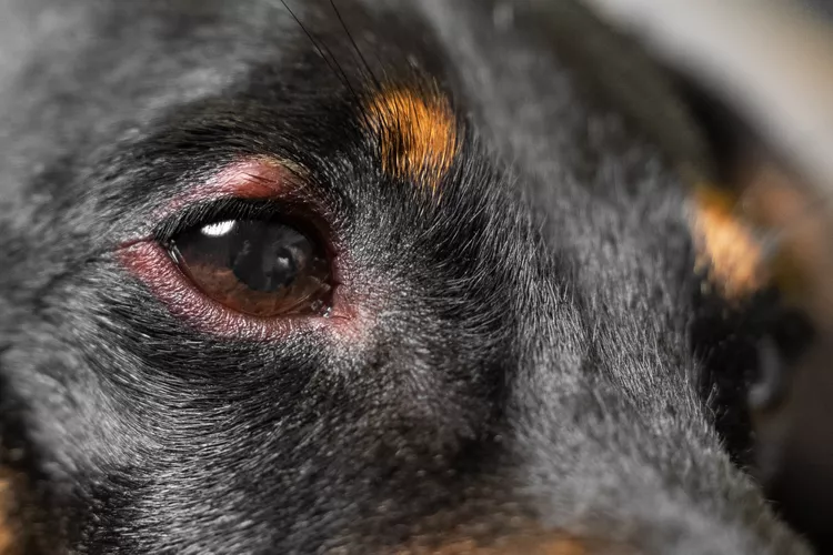 为什么我的狗的眼睛肿了？-是宠网