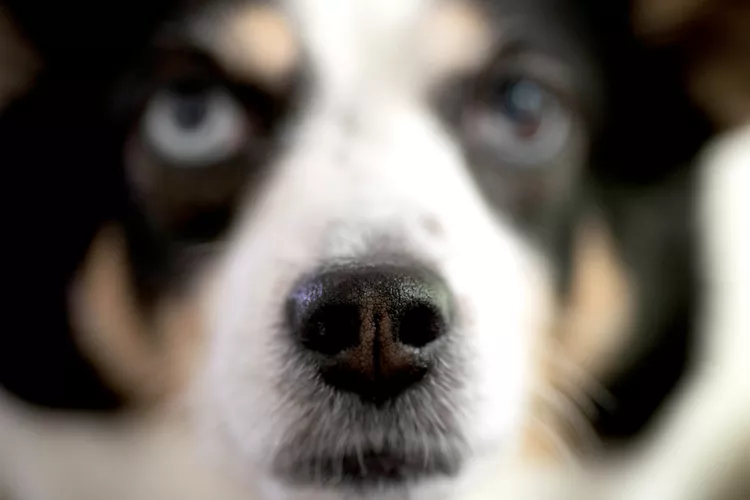 为什么狗的鼻子又湿又冷？这可能是正常现象，也可能是疾病的征兆-是宠网