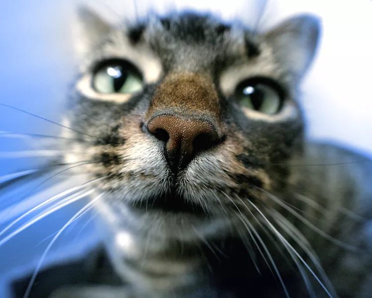 为什么你的猫的鼻子干燥？-是宠网