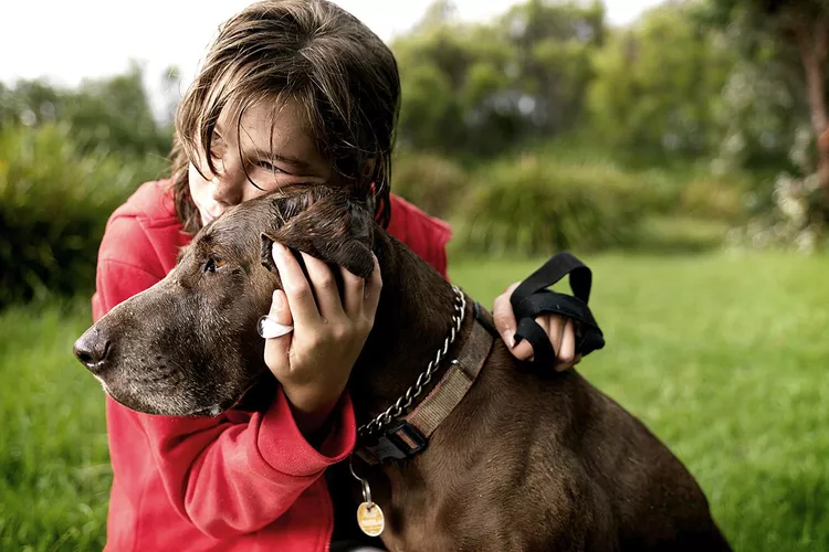 狗的癫痫发作原因、治疗和预防-是宠网