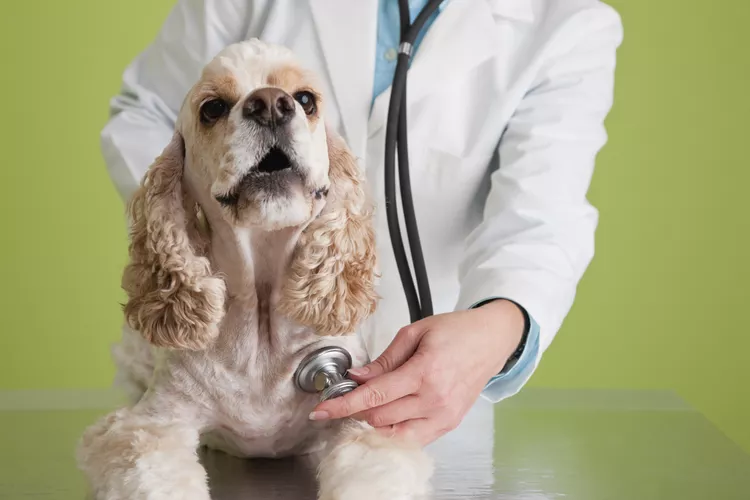 狗的胆道疾病原因、治疗和预防-是宠网