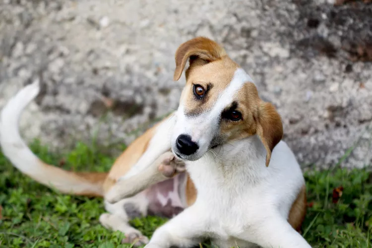 图片[1]-帮助你的发痒的狗对抗过敏的方法-是宠网