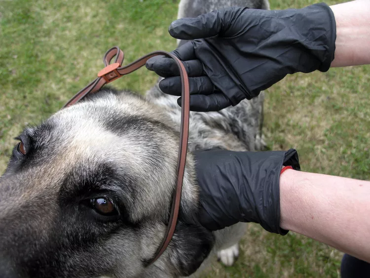 图片[3]-帮助你的发痒的狗对抗过敏的方法-是宠网