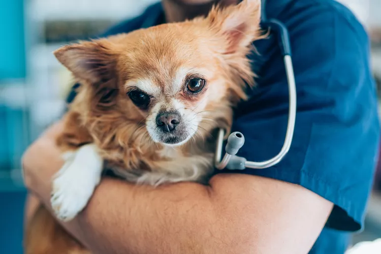 狗的狼疮原因、治疗和预防-是宠网