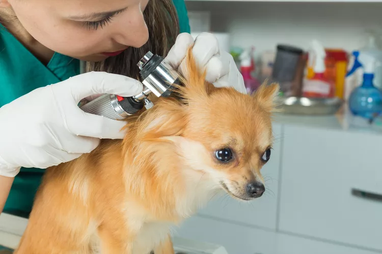 狗的耳部酵母菌感染原因、治疗和预防-是宠网