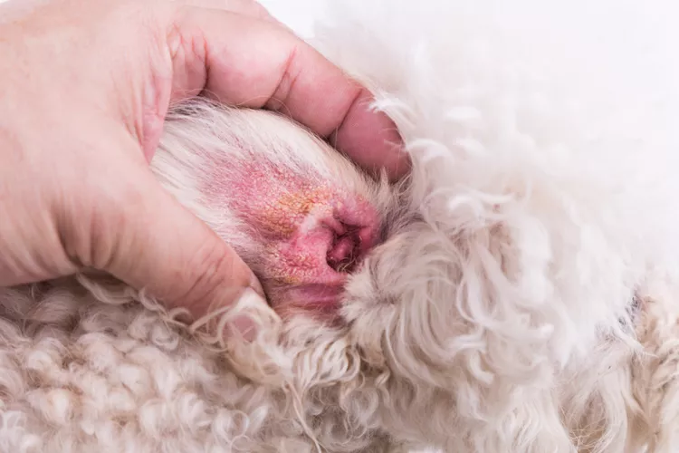图片[2]-狗的耳部酵母菌感染原因、治疗和预防-是宠网