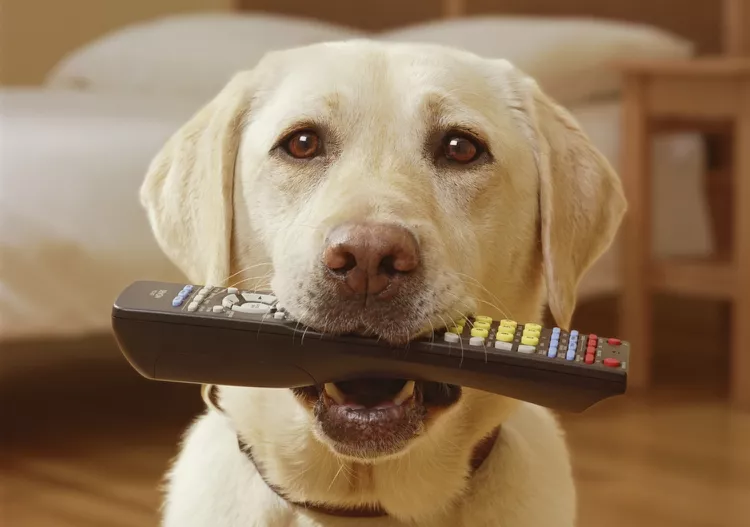 如果你的狗吃了电池怎么办-是宠网