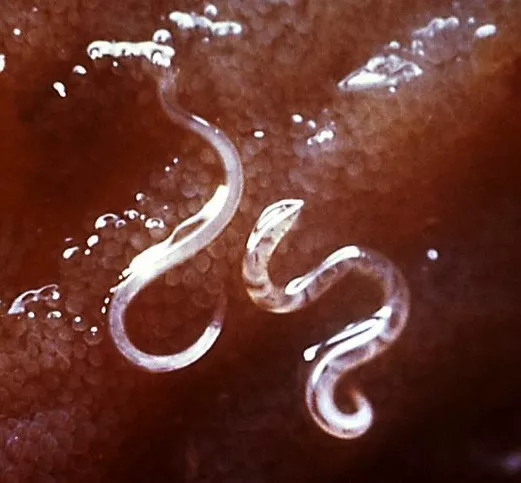 图片[2]-狗的常见蠕虫和肠道寄生虫-是宠网
