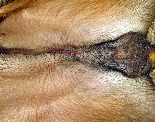 图片[9]-关于狗绝育手术的所有信息-是宠网