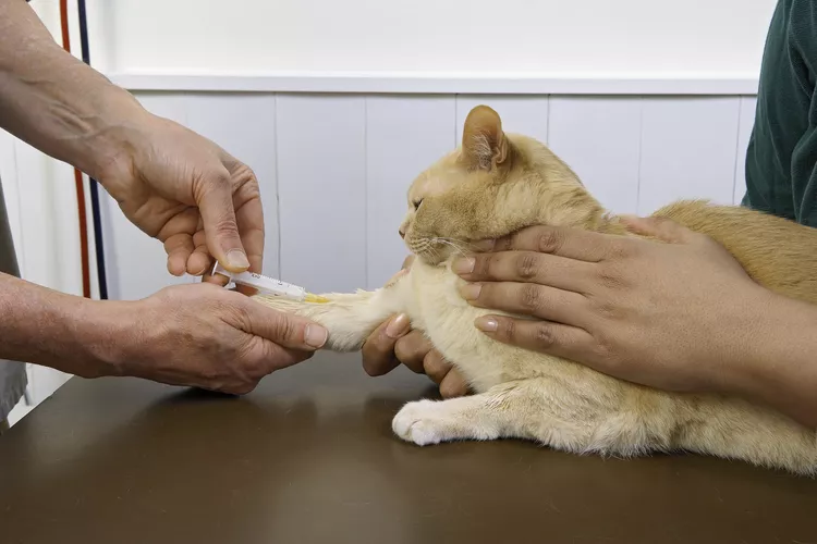 猫的不当心态原因、治疗和预防-是宠网