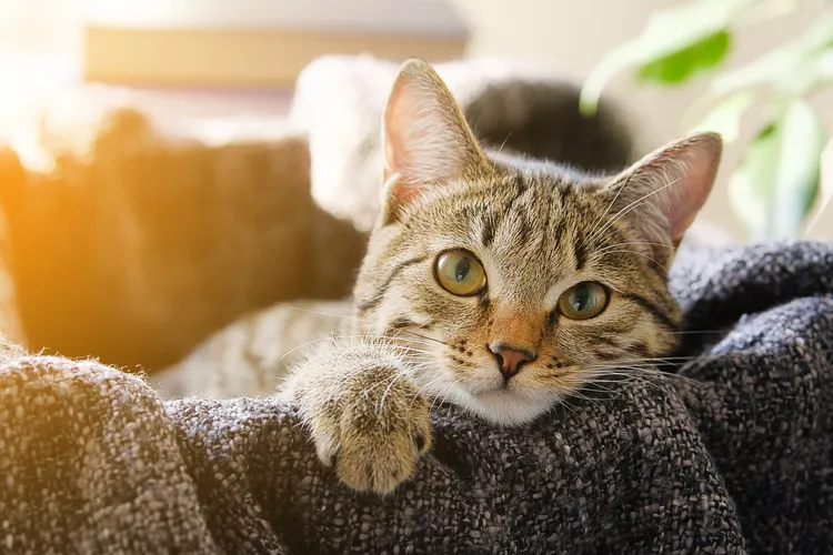 猫中的猫杯状病毒 (FCV)原因、治疗和预防-是宠网