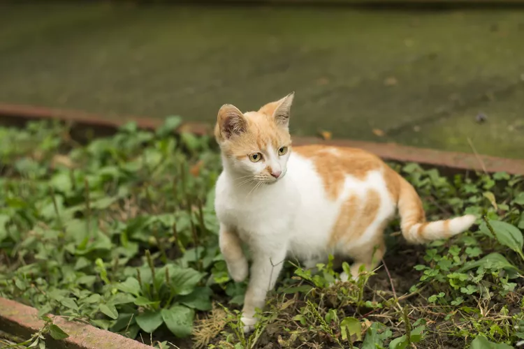 为什么我的猫一瘸一拐？猫跛行的原因和治疗-是宠网