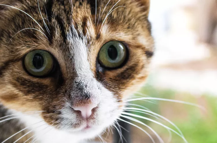 猫传染性腹膜炎 (FIP)原因、治疗和预防-是宠网