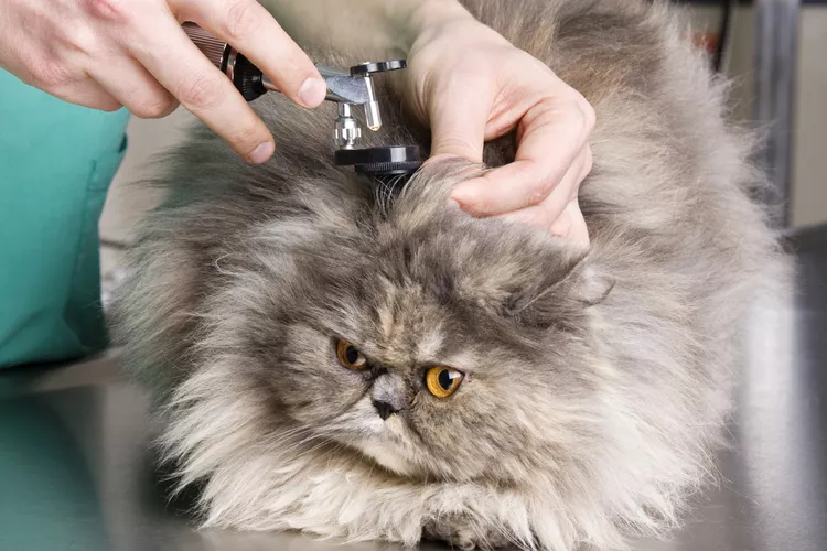 猫的耳朵感染原因、治疗和预防-是宠网