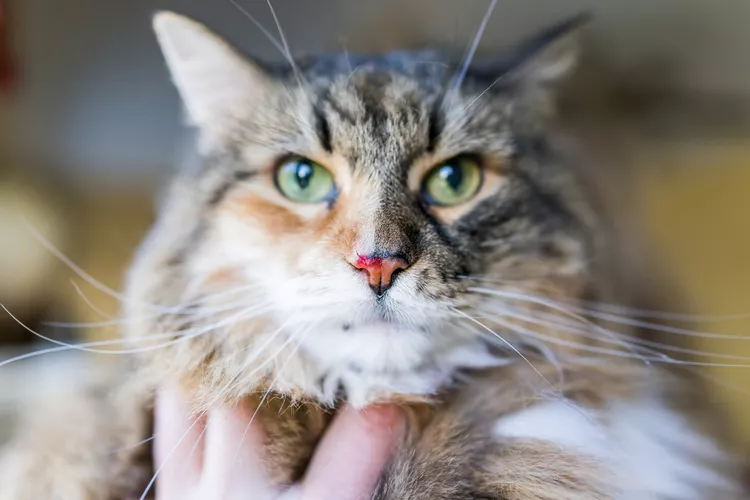 猫流鼻血原因、治疗和预防-是宠网
