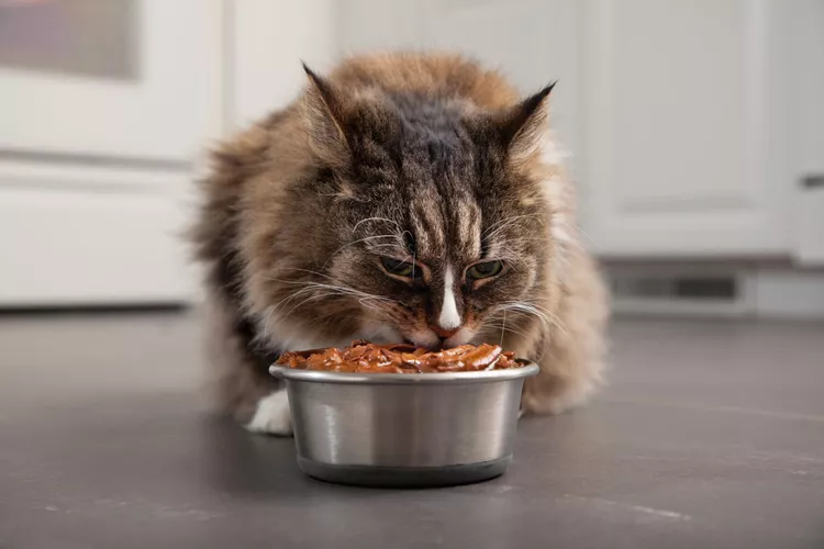 图片[1]-对猫有毒的人类食物-是宠网