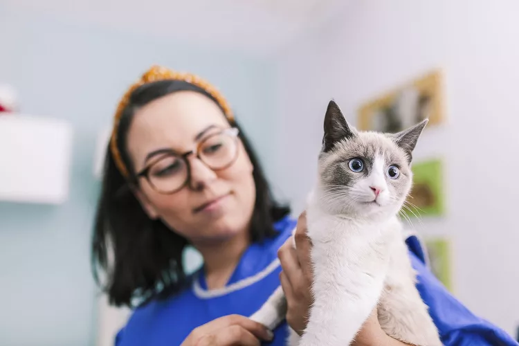 你的猫应该多久去看一次兽医？-是宠网