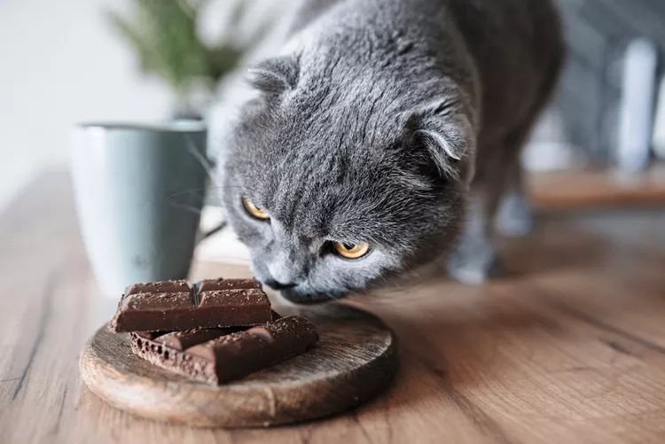 猫可以吃巧克力吗？人类的甜味对猫来说是有毒的-是宠网