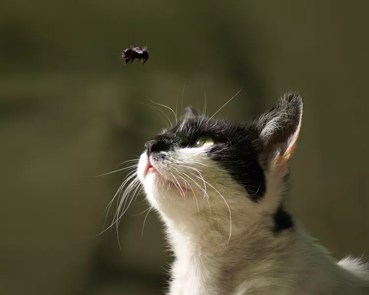 图片[2]-对猫有毒的昆虫-是宠网