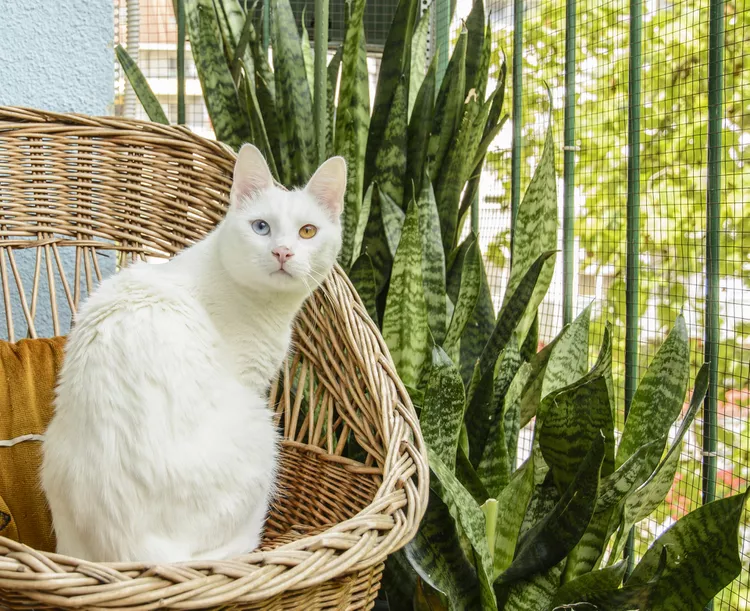 虎皮兰植物对猫有毒吗？-是宠网