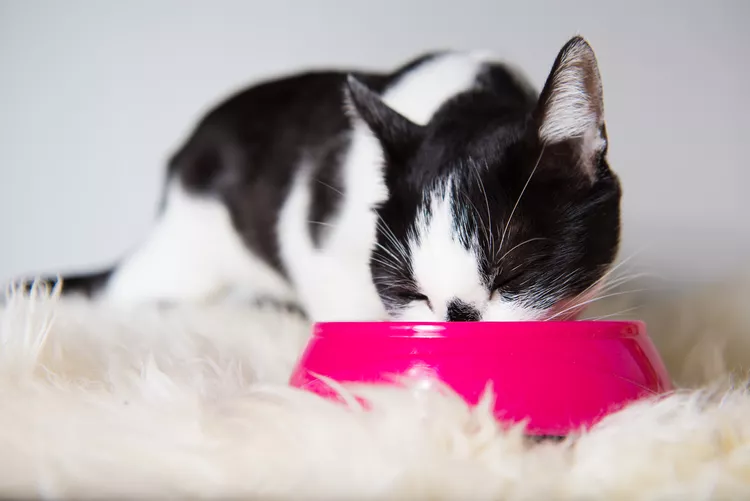 为您的猫购买食物和水碗之前需要了解什么-是宠网