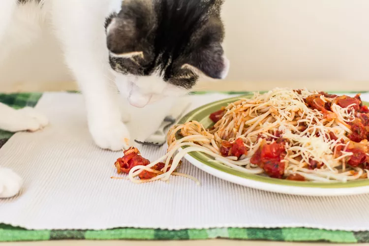 猫可以吃面食吗？面食对猫来说并不是特别健康-是宠网
