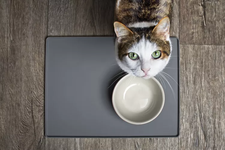 如何选择健康的猫粮品牌-是宠网