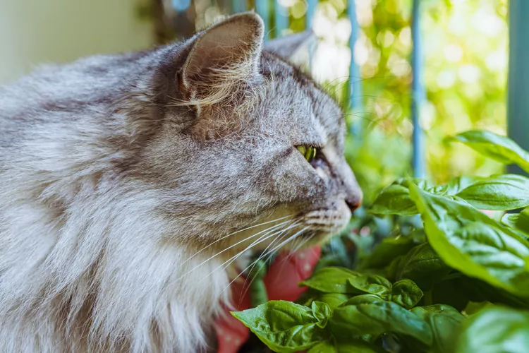 罗勒对猫安全吗？-是宠网