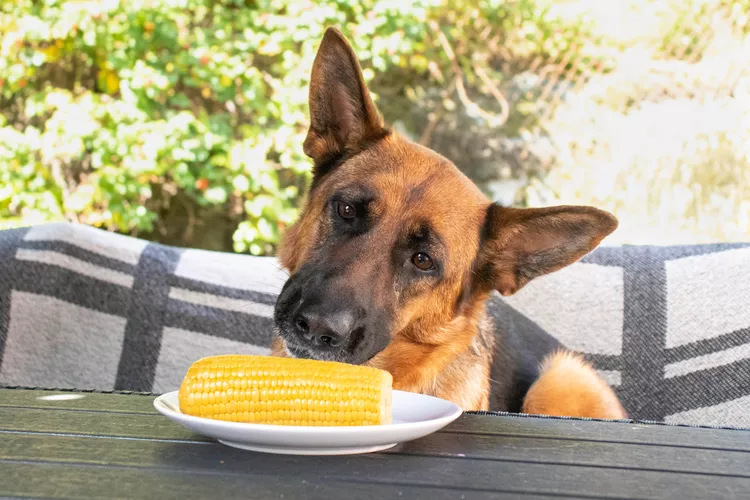 狗可以吃玉米棒吗？-是宠网