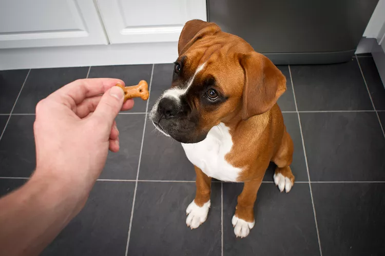 狗粮种类，为您的狗选择合适的零食-是宠网